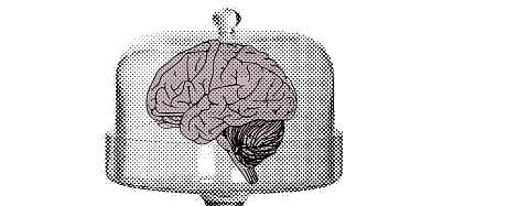 brain in white space