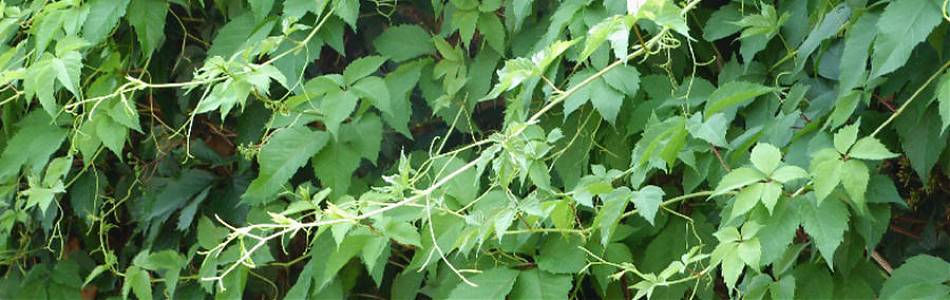 vine