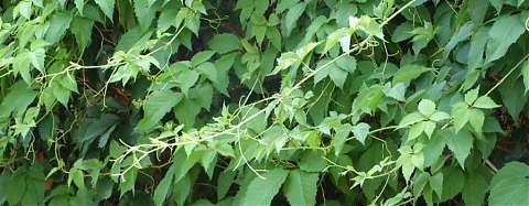 vine